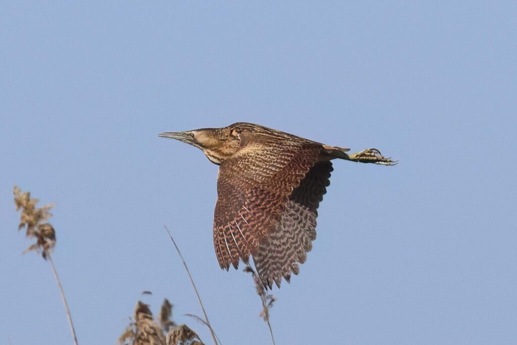 Bittern