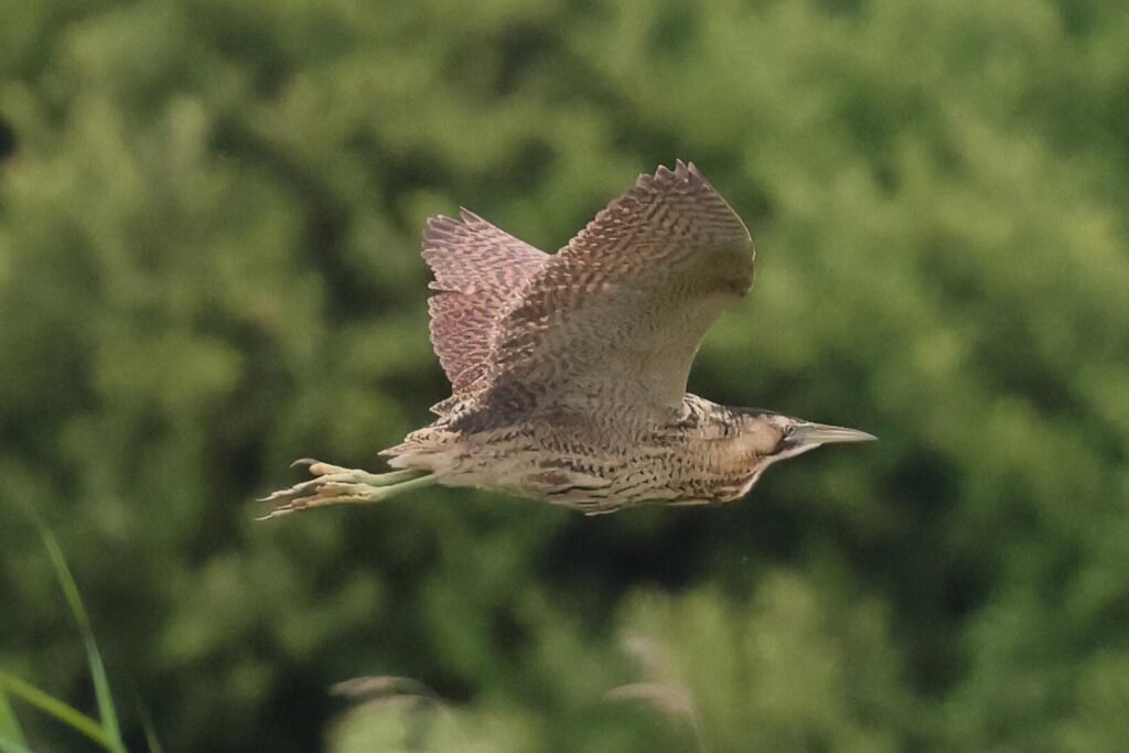 Bittern