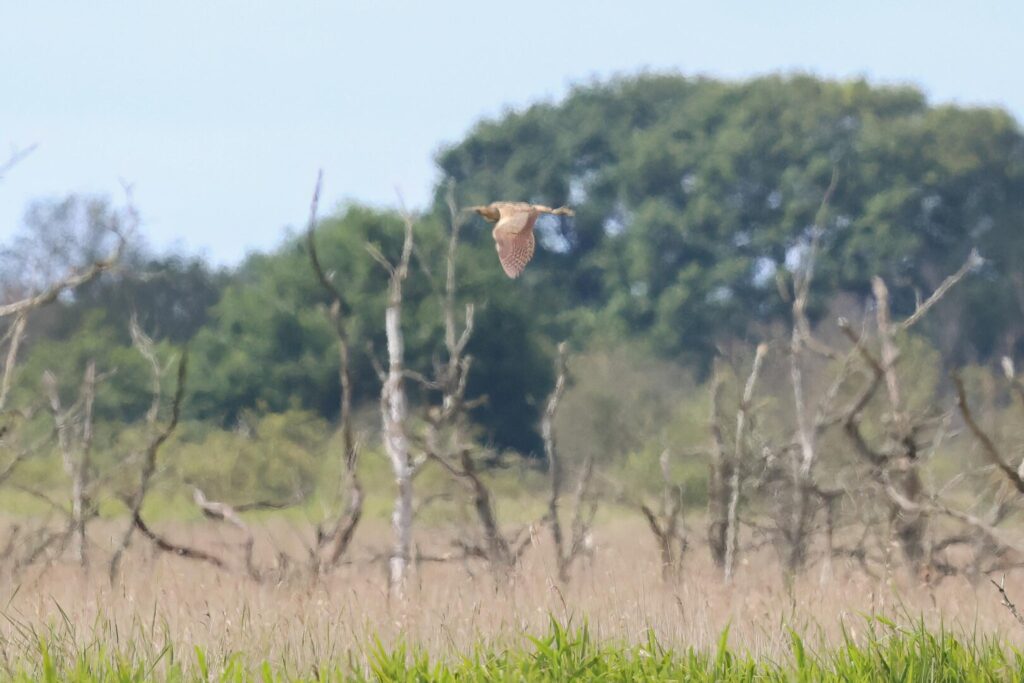 Bittern