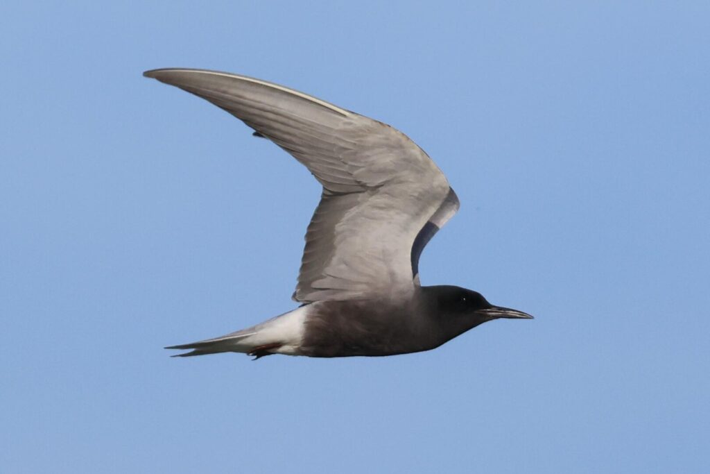 Black Tern