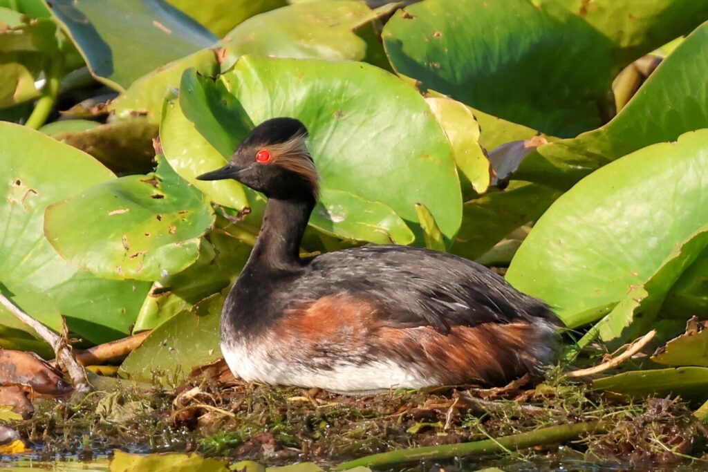 Black-necked Grebe