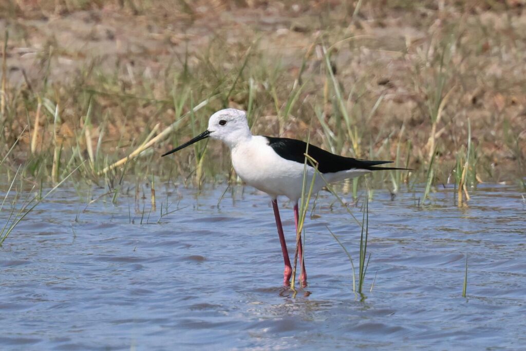 Black-winged Stilt