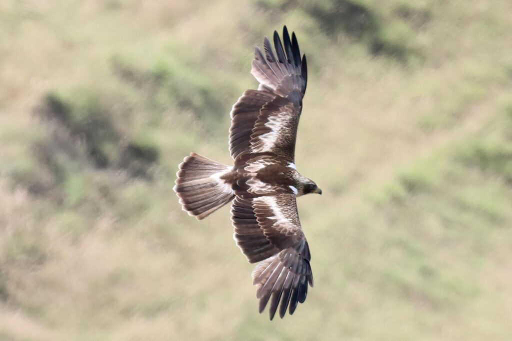 Booted Eagle