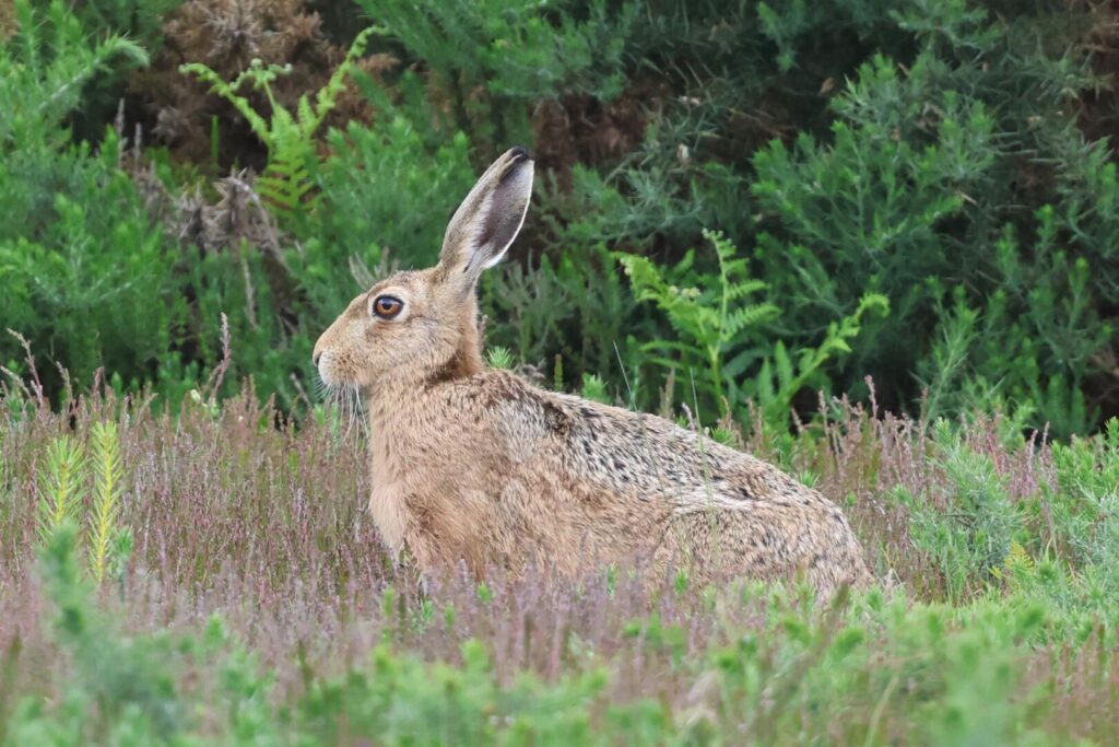 Brown Hare