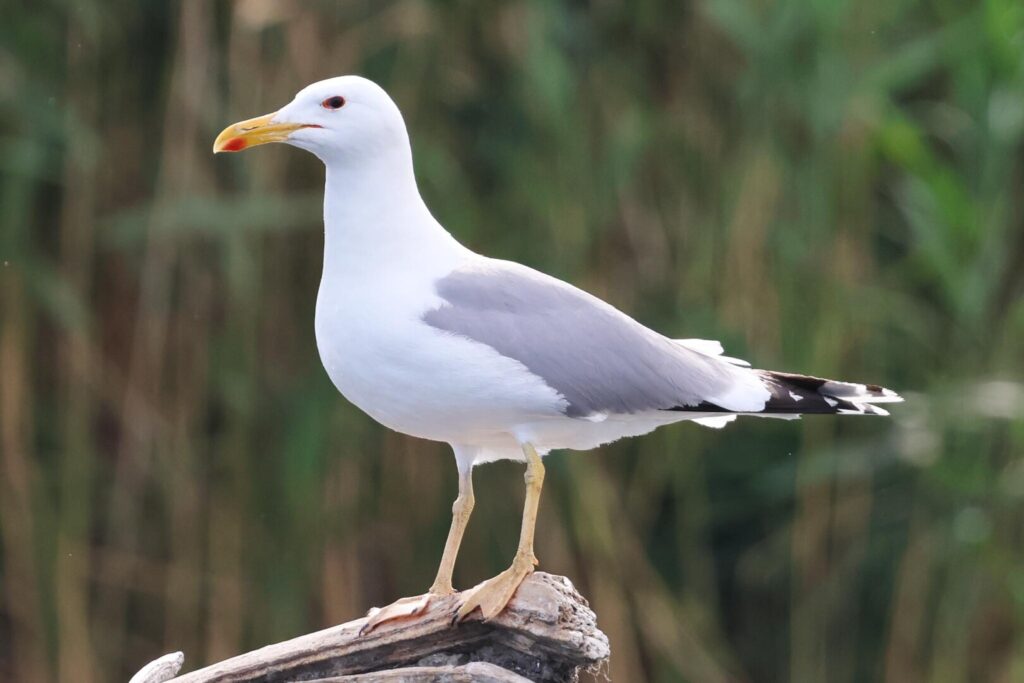 Caspian Gull