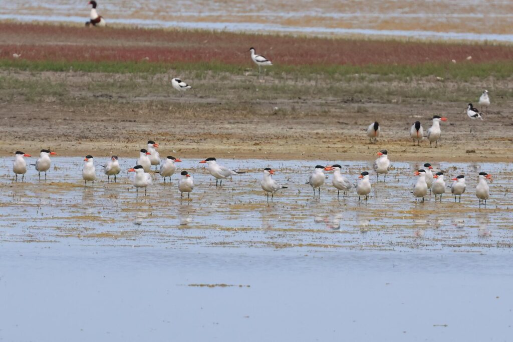 Caspian Terns