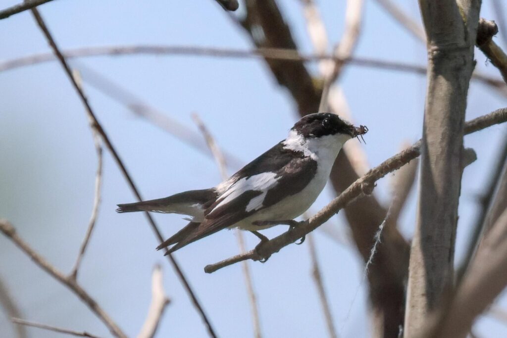 Collared Flycatcher