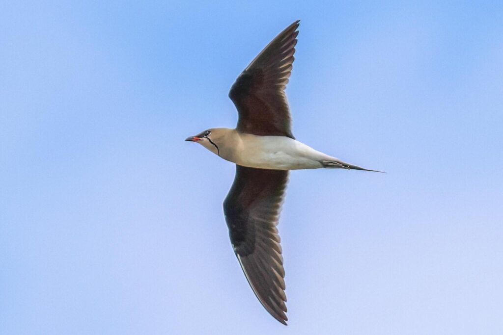 Collared Pratincole