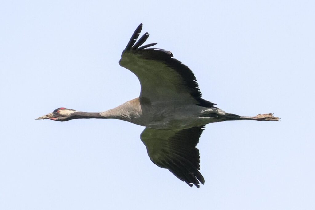 Common Crane