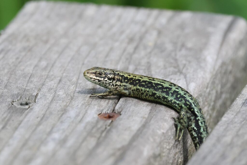 Common Lizard