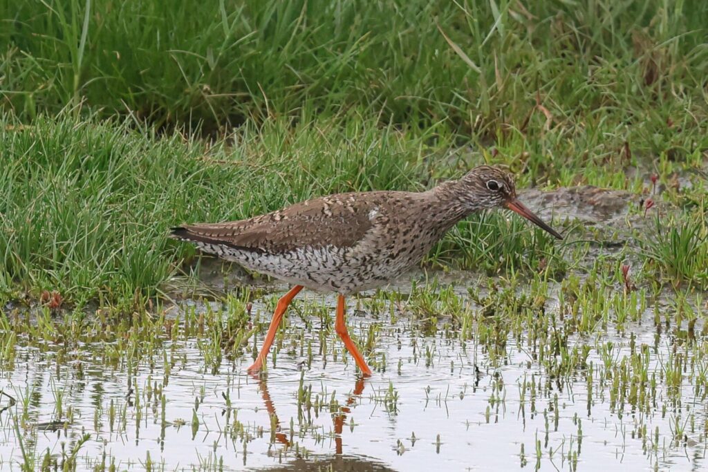 Common Redshank