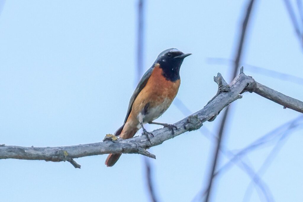 Common Redstart