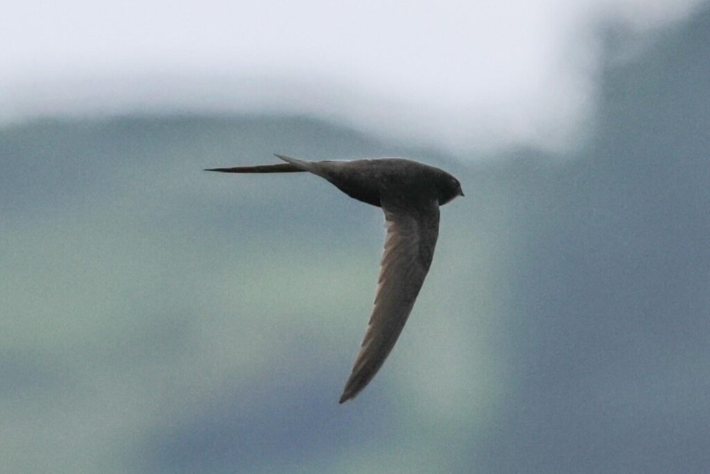 Common Swift