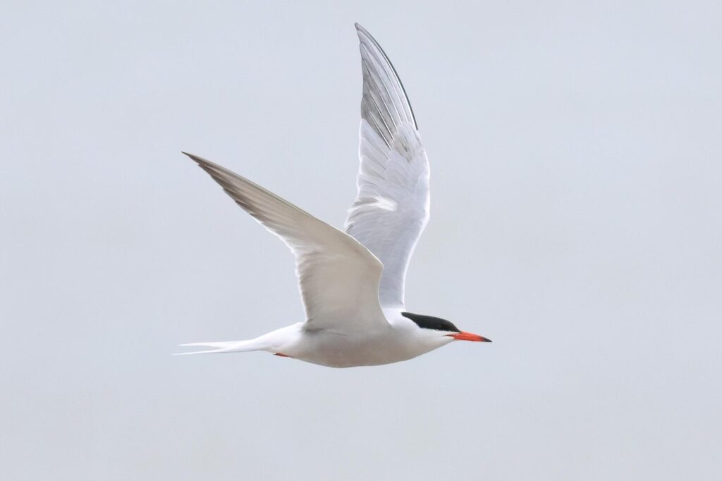 Common Tern