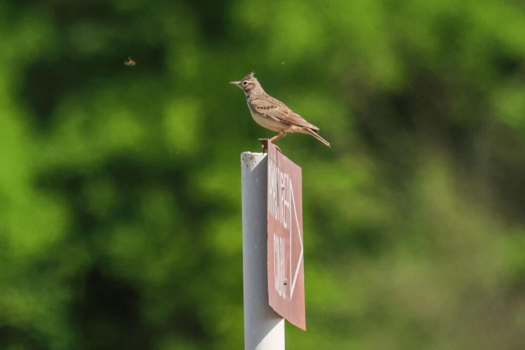 Crested Lark