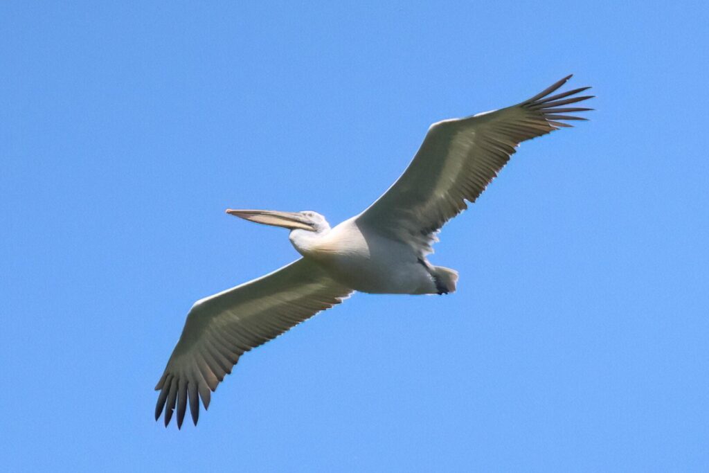 Dalmatian Pelican