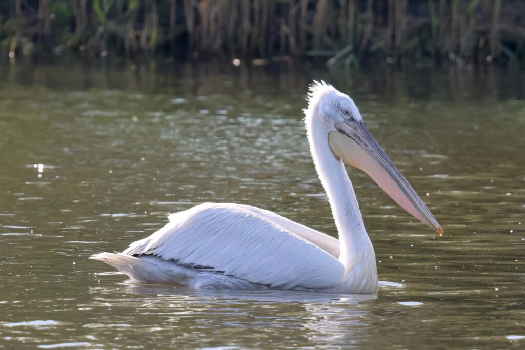 Dalmatian Pelican