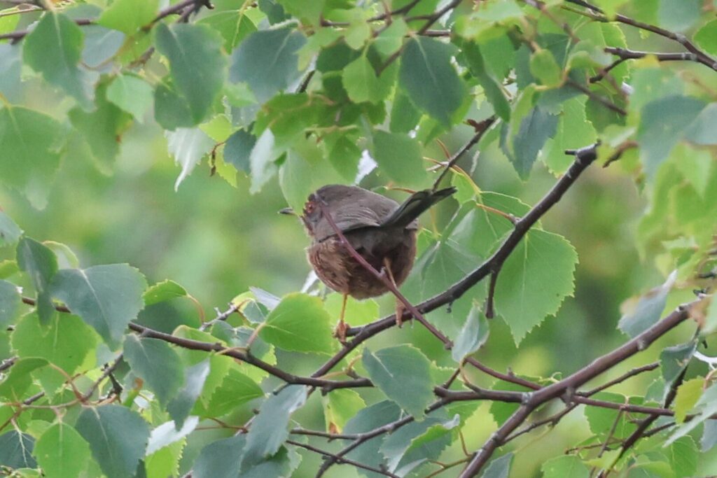 Dartford Warbler