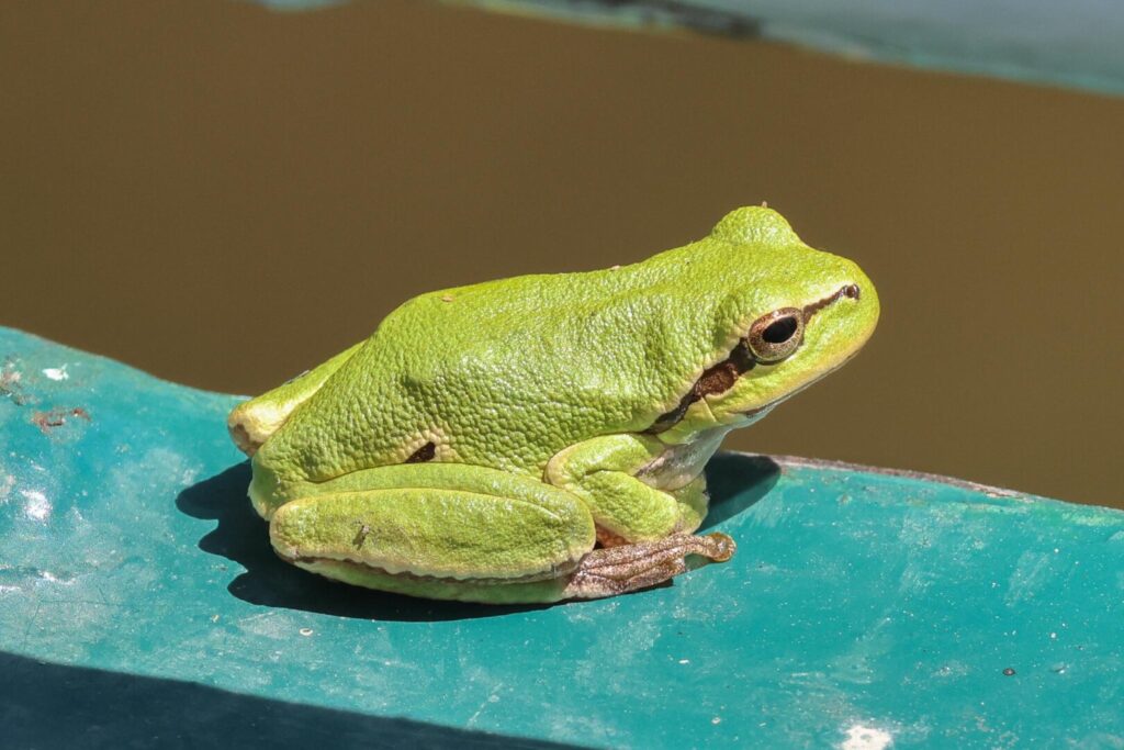 Eastern Tree Frog