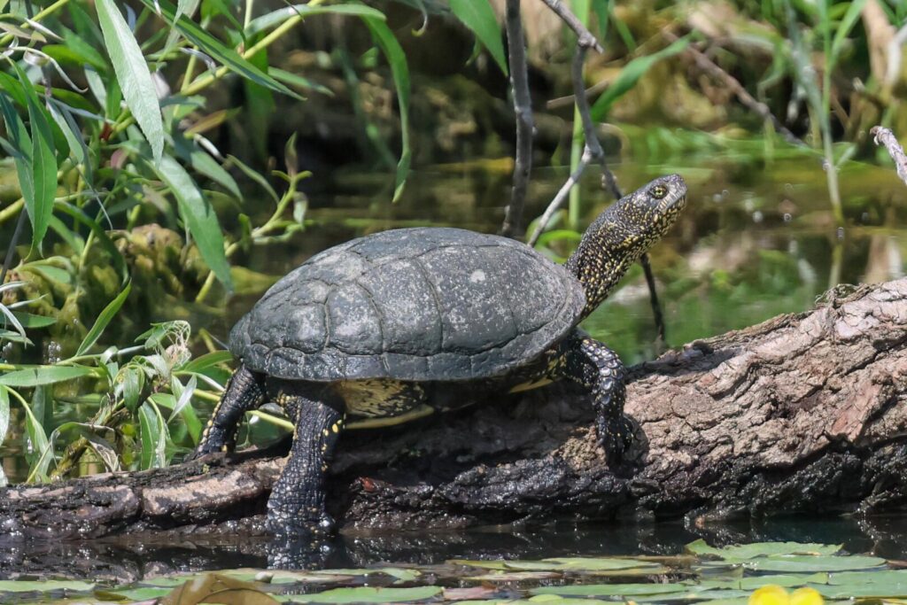 European Pond Terrapin