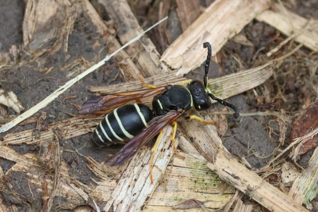 Fen Mason Wasp