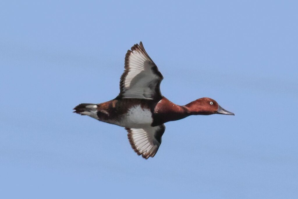 Ferruginous Duck