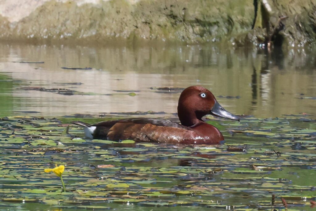 Ferruginous Duck