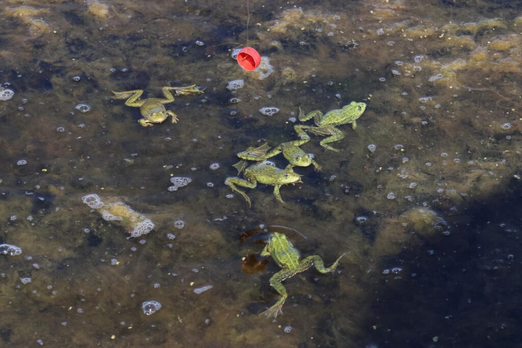 Frog fishing