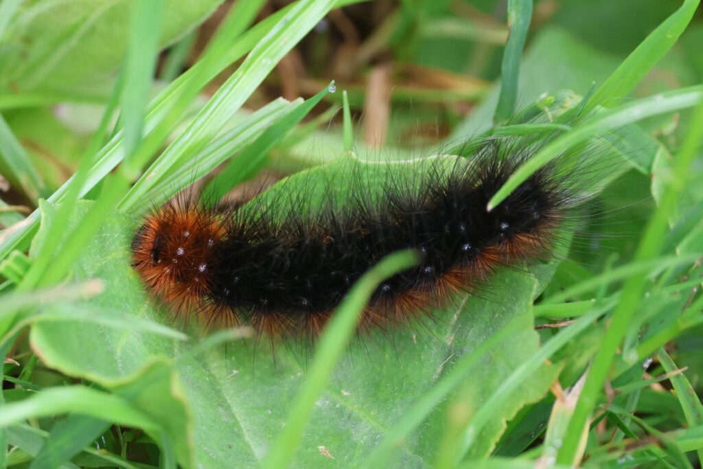 Garden Tiger caterpillar