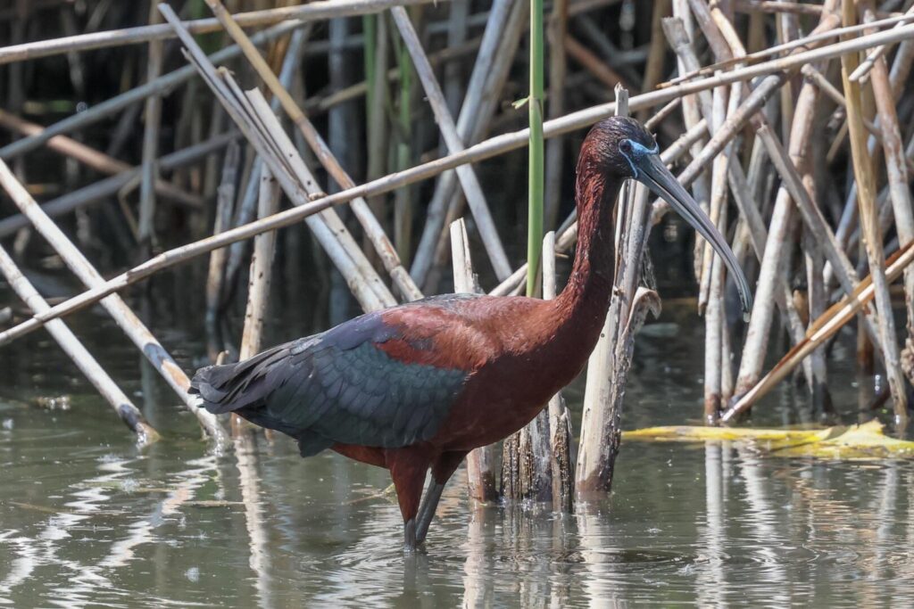 Glossy Ibis