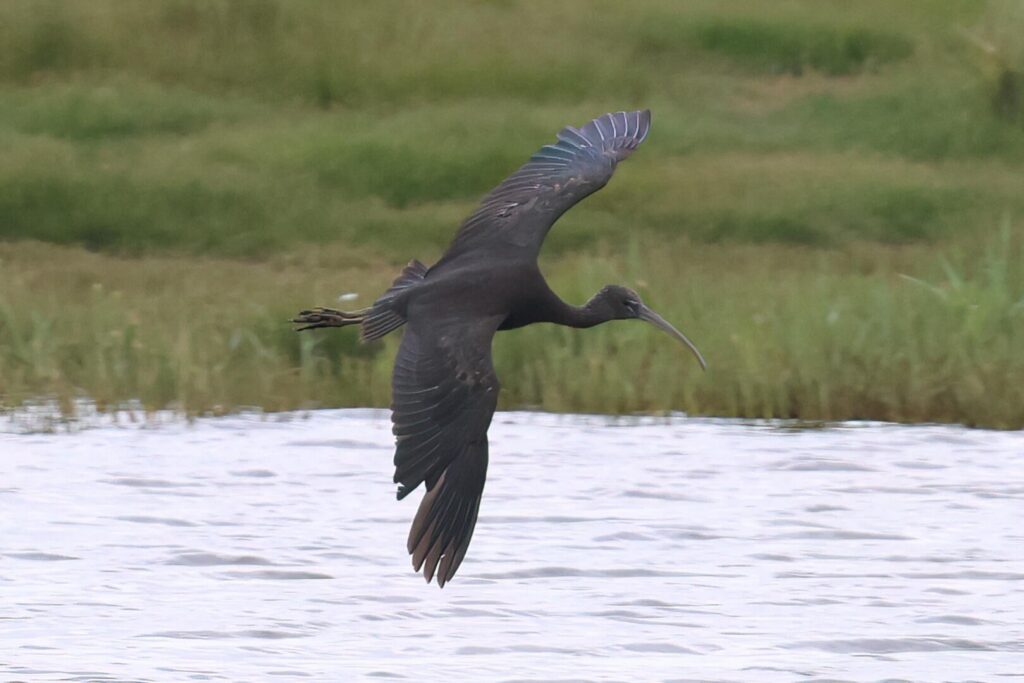 Glossy Ibis