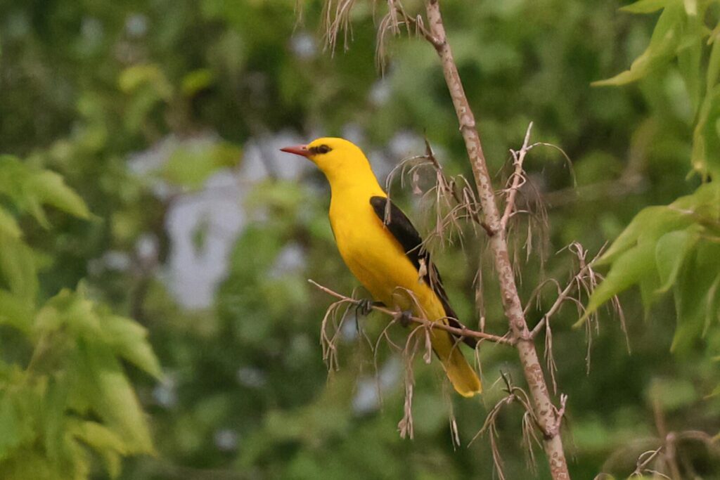 Golden Oriole