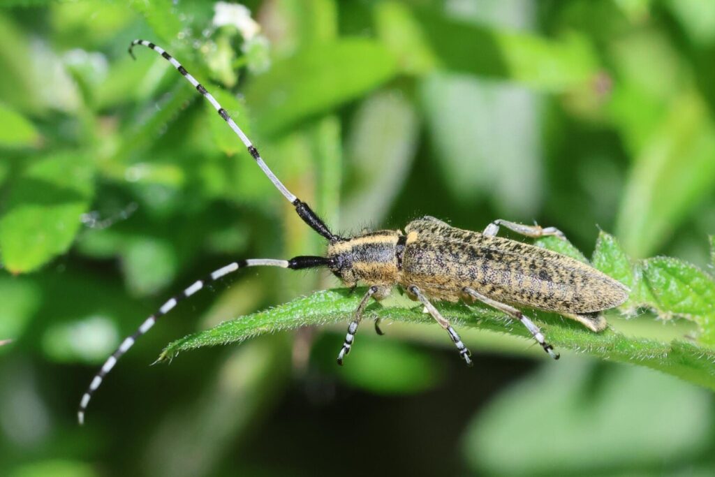 Golden-bloomed Grey Longhorn