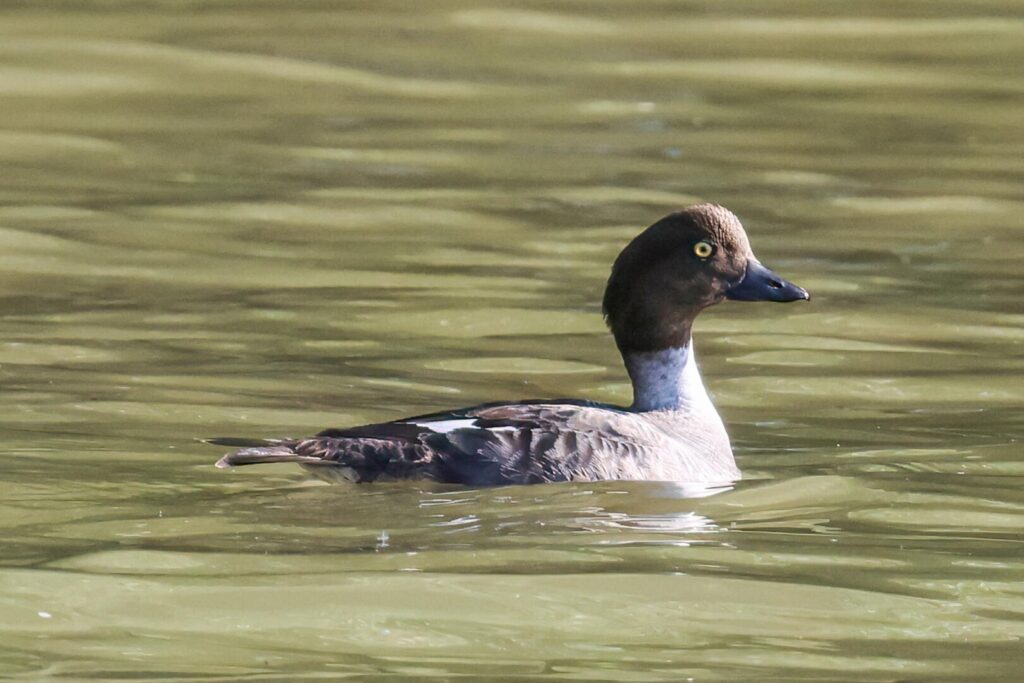 Goldeneye