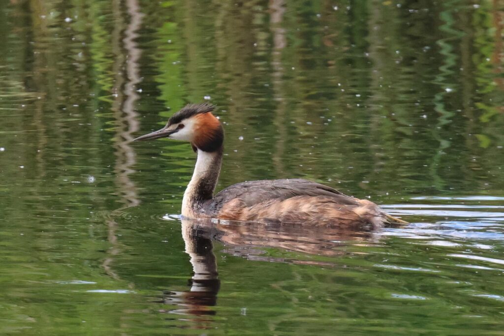 Great Crested Grebe