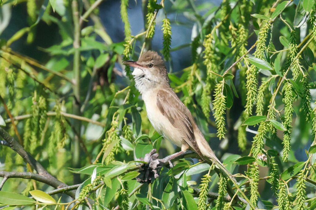 Great Reed Warbler