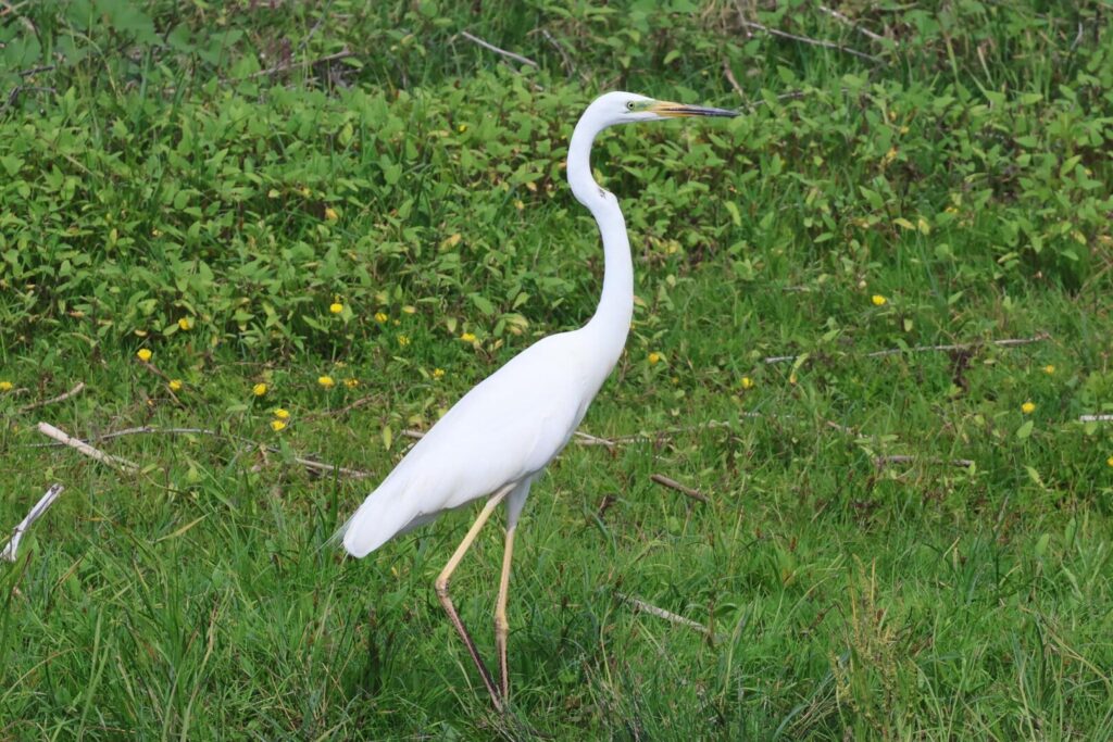 Great White Egret