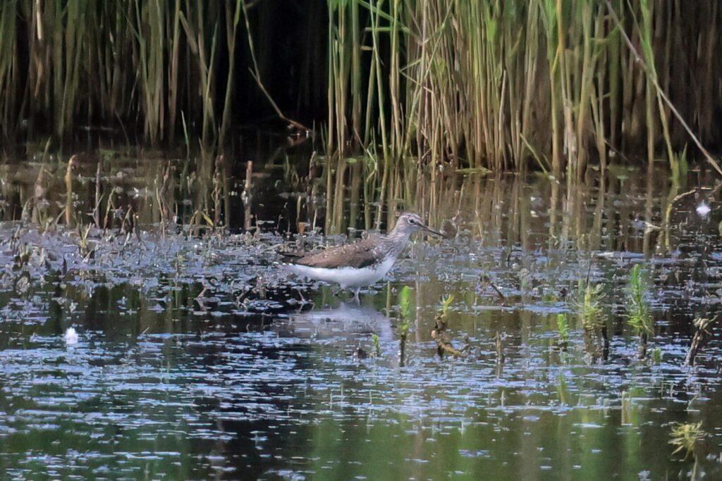 Green Sandpiper