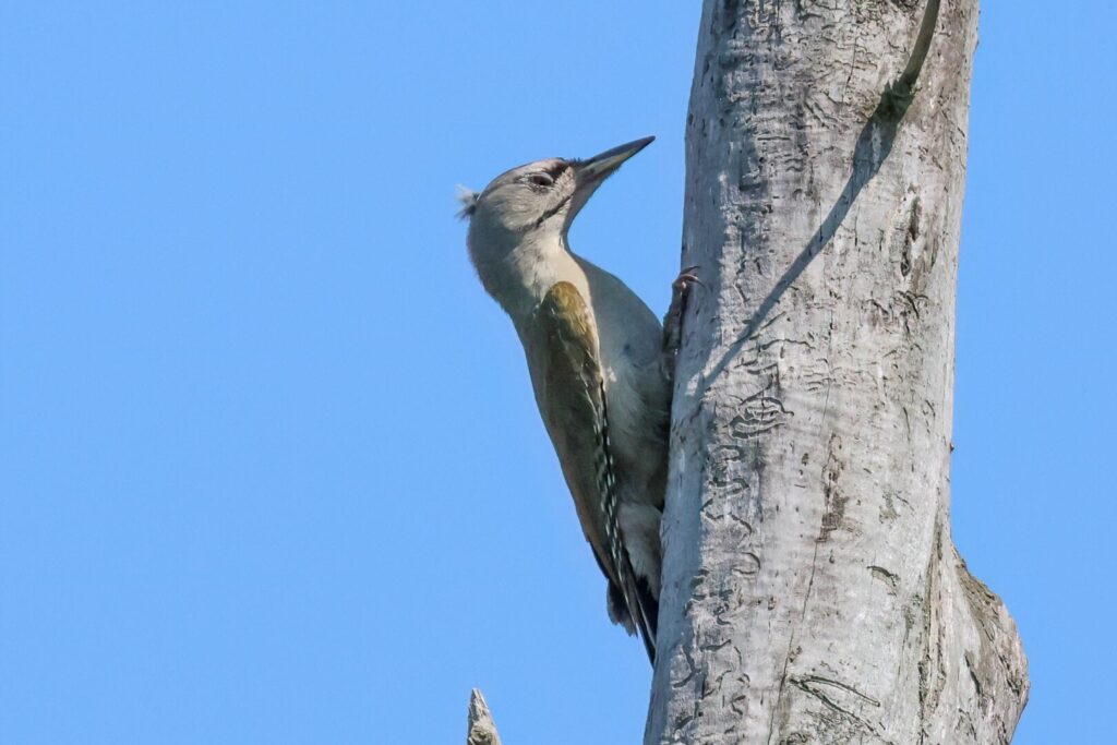 Grey-headed Woodpecker