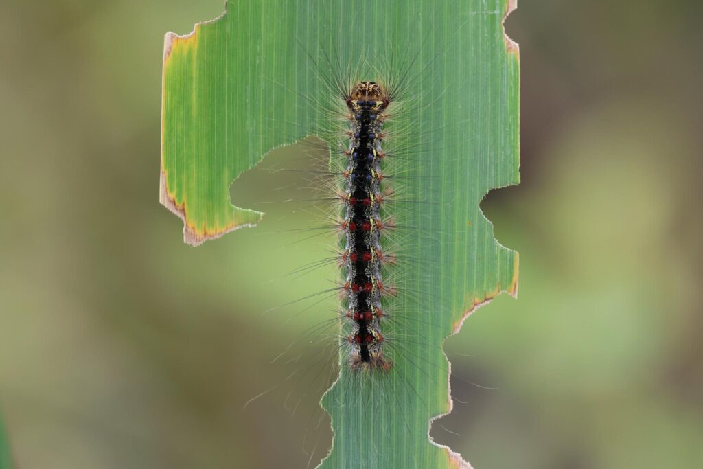 Gypsy Moth caterpillar