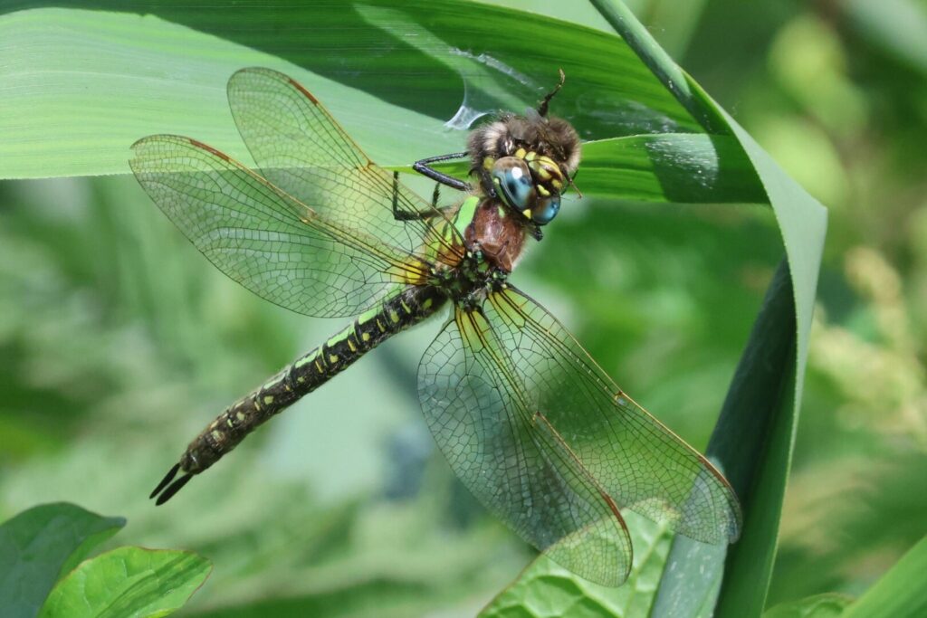 Hairy Dragonfly