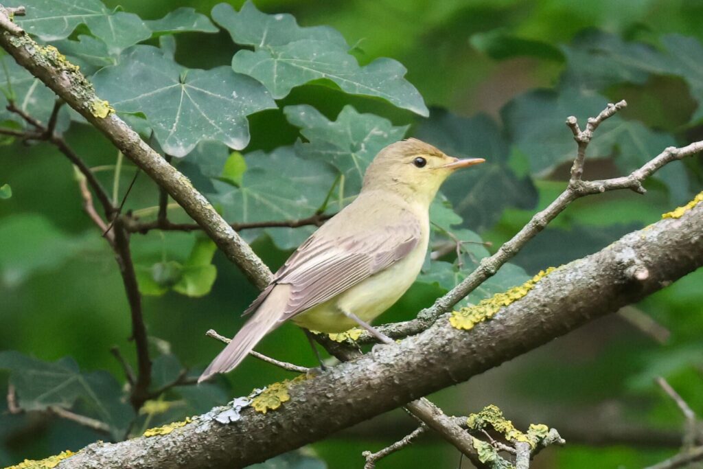 Icterine Warbler