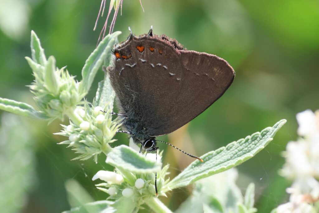 Ilex Hairstreak