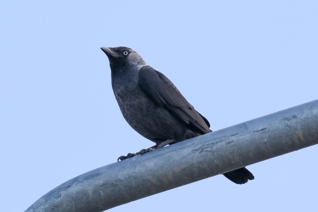 Eastern Jackdaw