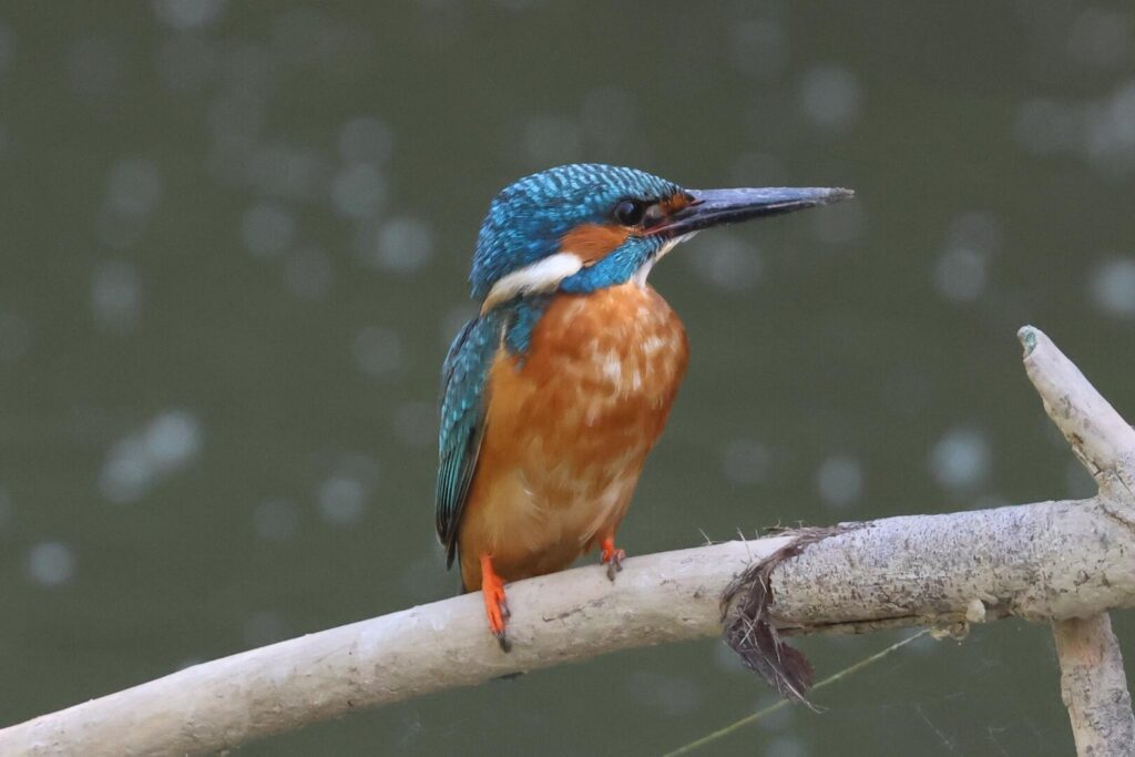 Kingfisher