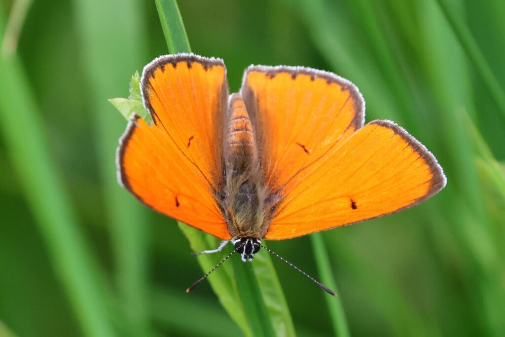 Large Copper