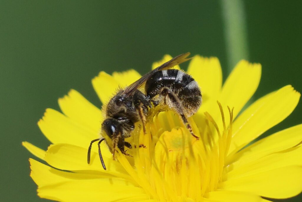 Lasioglossum leucozonium