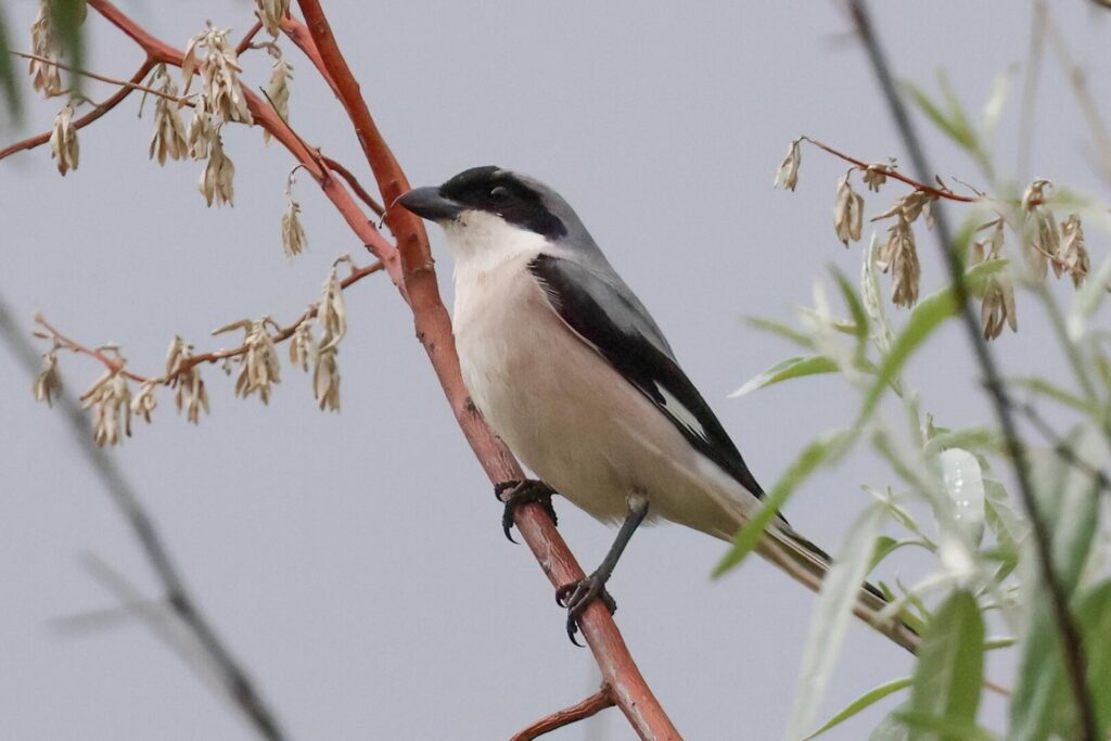 Lesser Grey Shrike