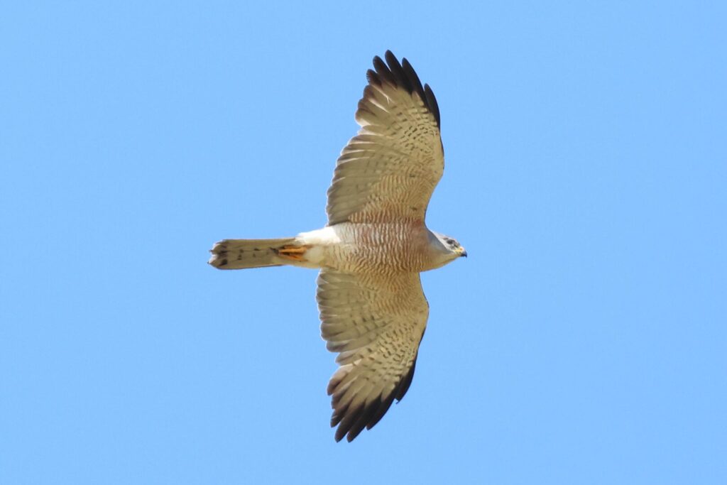 Levant Sparrowhawk