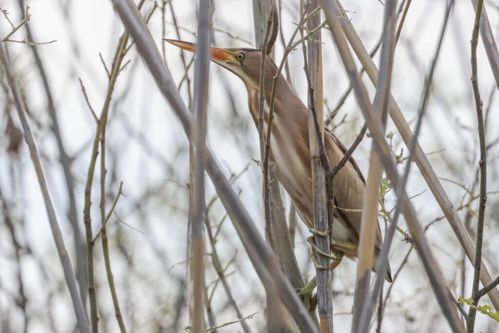 Little Bittern